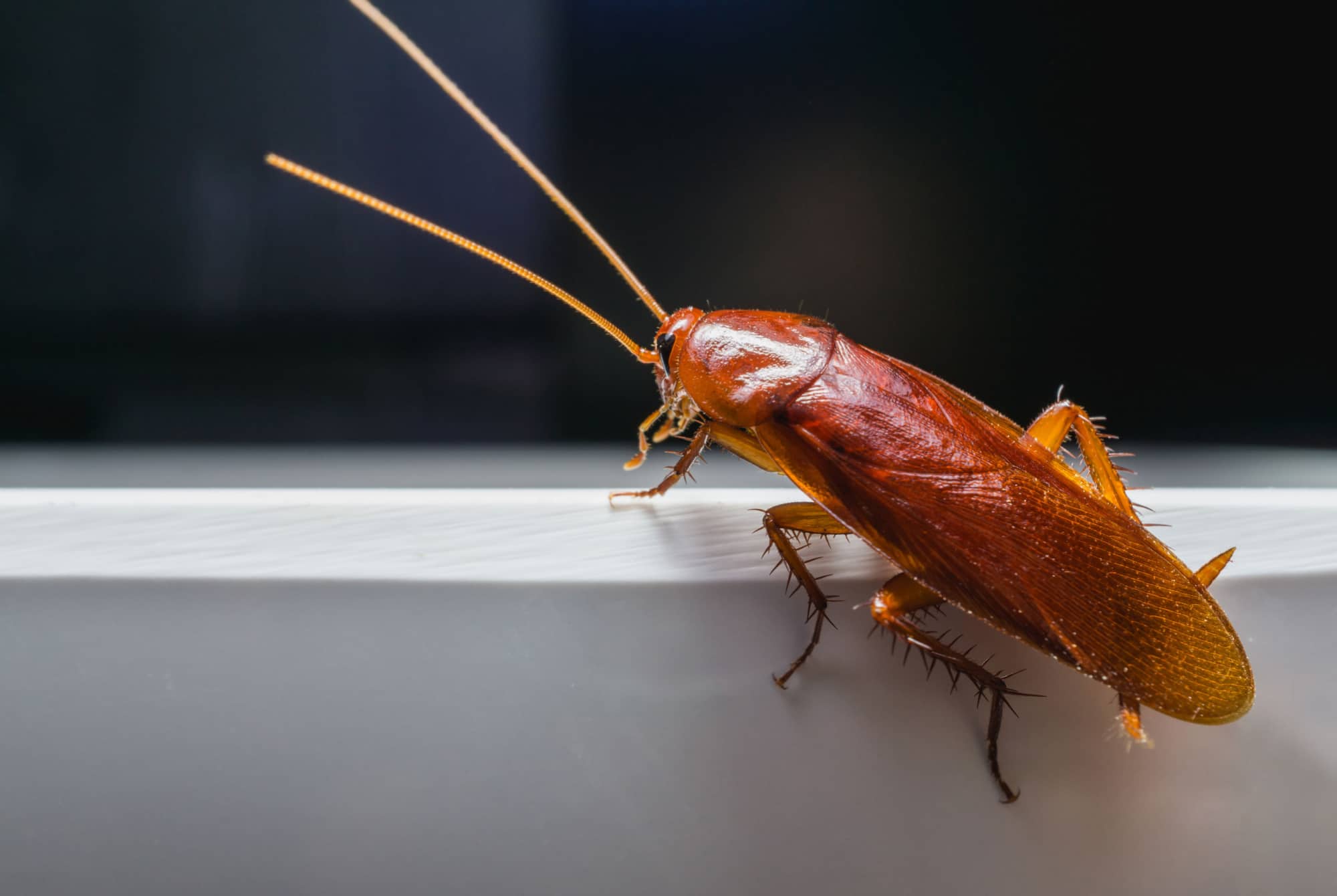 Bilde av kakerlakk